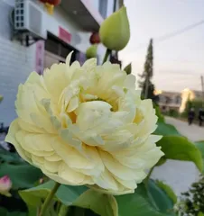 The blooming time and growth characteristics of lotus flowers (Exploring the growth journey of lotus flowers)