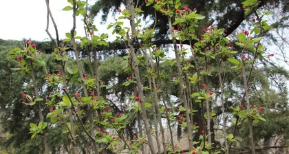 Characteristics of the root system of hawthorn (Exploring the development and growth of hawthorn roots)