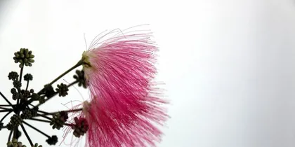The meaning of the flower language of silk cotton tree flowers (Interpreting the flower language of silk cotton tree flowers, revealing the implied meaning behind the flowers)