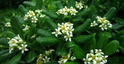Techniques for Watering Pyracanthus——Preventing Overwatering (Less care is better than too much worry; yellowing leaves can be saved)
