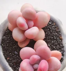 The Way of Succulents (Exploring the Characteristics and Environmental Adaptability of Succulents)