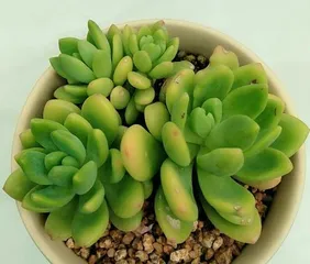 Cultivation Methods and Precautions for Echeveria 'Spring Charm' (Creating Adorable Succulent Pots, Keeping Spring at Home)