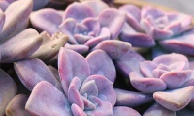 Create a Rainbow Garden, Raise Rainbow Succulents (A Must-Read for Succulent Lovers, Build a Colorful Dream Garden)