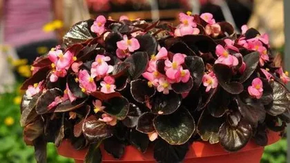 How to safely winter over, and properly care for a crabapple?
