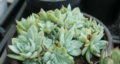 Choosing the Right Time to Repot Succulents (This Time is Perfect to Revitalize Them!)