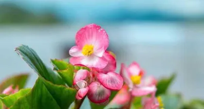 如何安全地过冬,正确养护海棠花?2