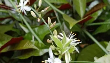 Timing and Techniques for Fiddle Leaf Fig Blooming (Master the blooming months and seasons to make your fiddle leaf fig more beautiful)