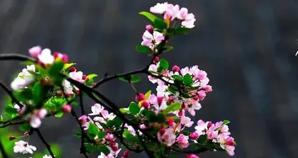 Anemone Rhododendron Flowering Time and Characteristics (Understand the flowering period of Anemone Rhododendron, enjoy the beautiful feast)