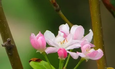 Characteristics and Flowering Patterns of Crabapple Trees (Winter Crabapple Blooming and Variety Classification)