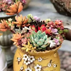 The Best Time to Repot Succulents (The Key Periods of Spring and Autumn)