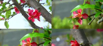 Does the four-season begonia need sunlight?