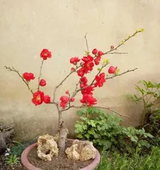 The Cultivation Methods and Precautions for Pyracantha (Double Harvest of赏花 and观叶, Pay Attention to These Small Details!)