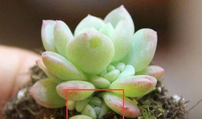 The division method for succulent white birds (understand the propagation techniques of succulent white birds to make your plants grow more lush)