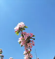 The Sunshine Affection of Halls (Exploring the Love and Influence of Halls' Flowers for Sunlight)