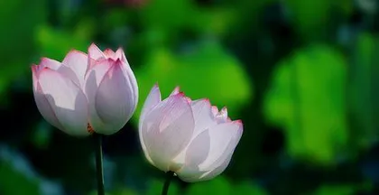 The language of the lotus flower (profound and rich in meaning)