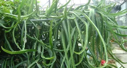 火龙果盆栽几年结果（探究火龙果盆栽成熟年限及养护技巧）2
