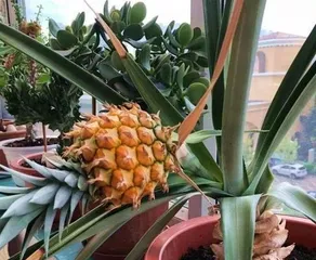 火龙果盆栽几年结果（探究火龙果盆栽成熟年限及养护技巧）3