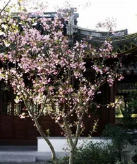 Growing Environment Conditions and Characteristics of Apple Trees (Exploring the Ecological Environment and Growth Characteristics of Apple Trees)