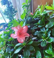 The blooming time and season of Azaleas——A breathtaking sight to behold in spring