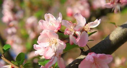 The time of flowering and blooming period of the hawthorn tree (What is a hawthorn tree? How long is the blooming period? When does it bloom?)