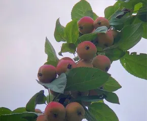The nutritional value and edible methods of hawthorn berries (Exploring the wonders of hawthorn berries and letting you taste their deliciousness)