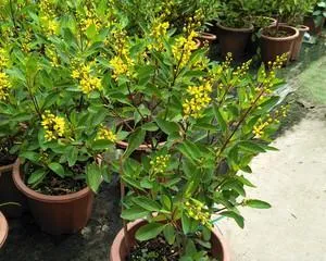 The Charm of Perennial Plants (Exploring the Mysteries of Perennials, Creating Eternal Beauty in the Garden)