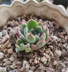 Is river water suitable for succulents? (Exploring the effects of river water on succulent plants and the correct watering methods)