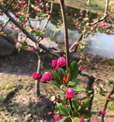 How to choose the best crabapple tree variety? (Explore the characteristics of different varieties and select the one that suits you)
