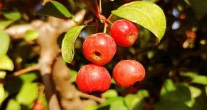 The nutritional value and edible methods of hawthorn fruits (Understanding the nutritional components of hawthorn fruits, trying various eating methods)