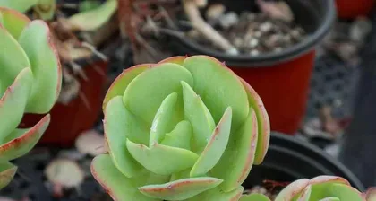 The Method and Techniques of Growing Succulents with River Sand (Starting to Grow Succulents at Home with River Sand)