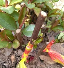 The grafting technique of the hawthorn tree (on what kind of tree is it grafted?)