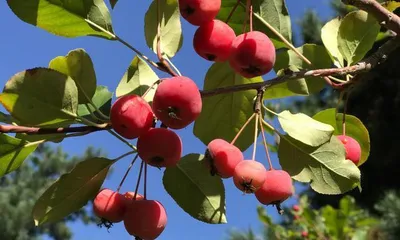 The ripening time of hawthorn berries (Exploring the mysteries of hawthorn berry ripening)