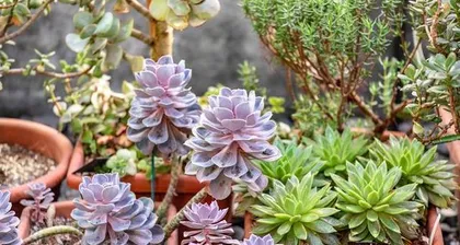 Tips for Growing Succulents Indoors (Creating a beautiful indoor succulent garden and how to create the best growing environment)