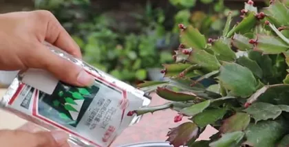 Can Topsin be used for watermelon growth? (Exploring the effects of Topsin on watermelon and usage precautions)