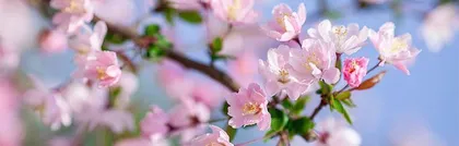 Understand Hibiscus, Create a Beautiful Garden (Exploring the Growth Habits and Suitable Growing Environment of Hibiscus)