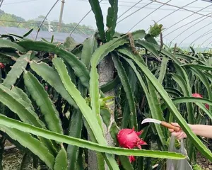 Unveiling the Growing Environment of Pitaya (Exploring the Temperature, Water, Light, and Other Conditions for Pitaya Growth)