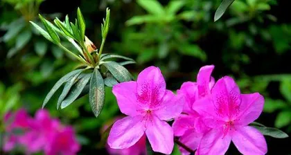 The hardiness of rhododendrons (探究杜鹃花能耐多少度低温)