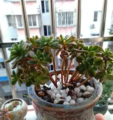 The Secret of Succulents in the Sun (How to Make Succulents Thrive in the Sunlight?)