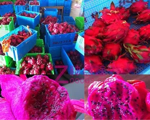 The dragon fruit is a perennial plant: vigorous and long-lasting.