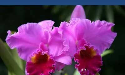 Explore the Magnolia——China's National Flower (Origin History, Characteristics and Varieties, Cultural Symbolism, Artistic Expression, Growth Environment)