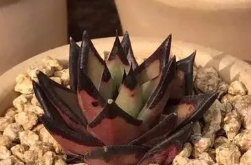 Can sea sand become a base for succulent cultivation? (Exploring the feasibility of using sea sand as a growing medium for succulents)