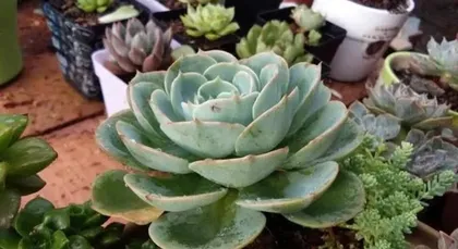 Can succulents survive in the rain? (Can succulents be rained on outdoors?)