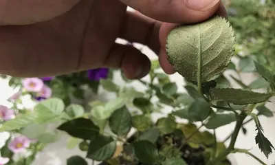 What types of plants are suitable for using benomyl for watering flowers? (Understand benomyl to better care for your plants.)