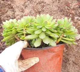 Cultivation Methods and Precautions for Echeveria 'Marcus' (Creating a Lush Succulent World - Learning the Cultivation Techniques of Echeveria 'Marcus')