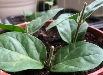 Is benomyl suitable for watering osmanthus? (Exploring the effects of benomyl on osmanthus growth)