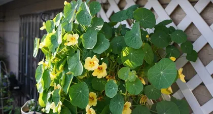 Investigate the flowering period of Nasturtium (to understand the blooming time and growth environment of Nasturtium)