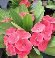 How to choose the most suitable crabapple variety for you? (Understand the characteristics of different varieties to create a beautiful courtyard)
