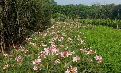 Haikou Flower Planting Guide (Create a Tropical Garden, Enjoy a Wonderful Life)