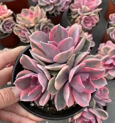 Potted Techniques for Succulent Trunks (Creating a Unique Succulent Garden)