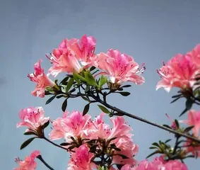 The Language and Meaning of Azaleas (Unveiling the Mystery of Azaleas, the Symbolic Significance of Azaleas)